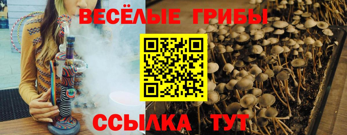 Вичуга  Псилоцибиновые грибы Psilocybine cubensis  где продают   Вход с VPN 